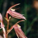 Cyrtostylis