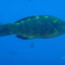 Taxa named by Barry C. Russell