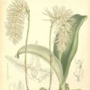 Taxa named by Henry Collett