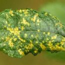 Taxa named by Felix von Thümen