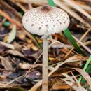 Fungi described in 1997