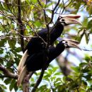 Birds described in 1885