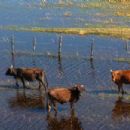 Fauna of Botswana