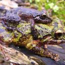 Taxa named by Enrique La Marca