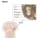 Lymphatic system