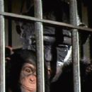 Escape from the Planet of the Apes - Janos Prohaska