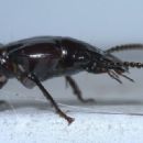 Beetles described in 1805