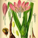 Biota of Switzerland