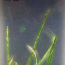 Biota of the Adriatic Sea