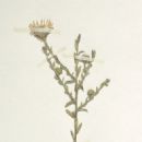 Taxa named by Guy L. Nesom