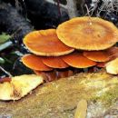 Fungi described in 1943