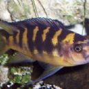 Taxa named by Digby S. C. Lewis
