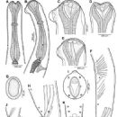 Animals described in 1916