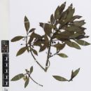 Taxa named by Forest B.H. Brown
