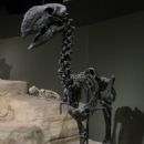 Paleogene birds of North America