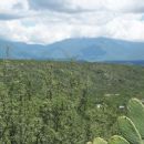 Flora of Nuevo León