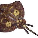 Taxa named by Gerald Raymond Hoff