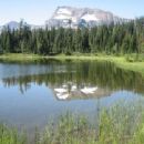 Forests of Montana