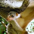 Philippine flying lemur