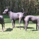 Mexican Hairless Dog