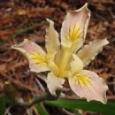 Taxa named by Alice Eastwood