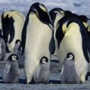 March of the Penguins