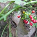 Cissampelos pareira