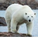Polar bear