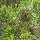 Taxa named by Christopher Francis Puttock