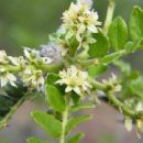 Taxa named by Eileen Adelaide Bruce
