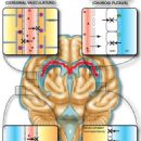 Circulatory system