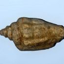Fossils of Bulgaria