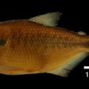 Taxa named by Donald Charles Taphorn Baechle