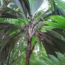 Endemic flora of French Polynesia