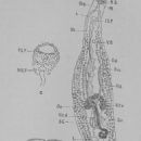 Animals described in 1915