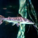 Fish of Argentina