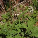 Flora of Alaska