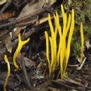 Taxa named by Alexander Moritzi
