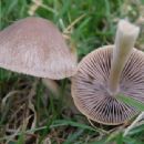Fungi described in 1930