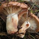 Fungi described in 1960