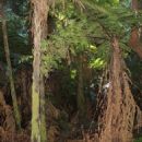 Taxa named by Edwin Copeland