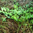 Crops originating from New Zealand