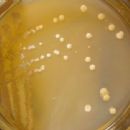 Bacteria described in 1961