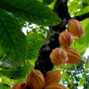 Theobroma cacao