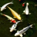 Fish of Japan
