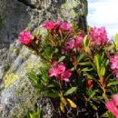 Biota of the Pyrenees