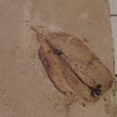Prehistoric life of North America