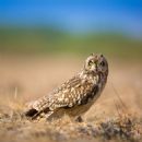 Taxa by Danish author
