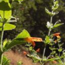 Clinopodium mimuloides