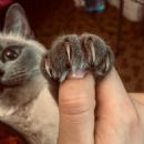 Viola Bailey (Violeta Jurgis Arturovna) shows off her cat's claws - Instagram - January 8, 2020